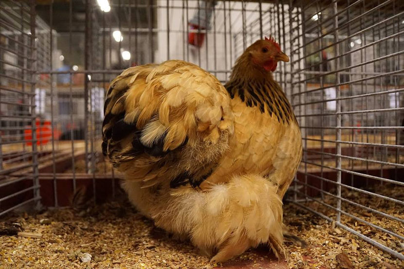  - EXPOZIȚIA EUROPEANĂ - HERNING 2018