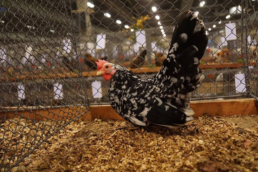  - EXPOZIȚIA EUROPEANĂ - HERNING 2018