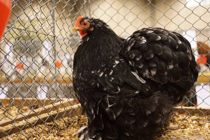  - EXPOZIȚIA EUROPEANĂ - HERNING 2018