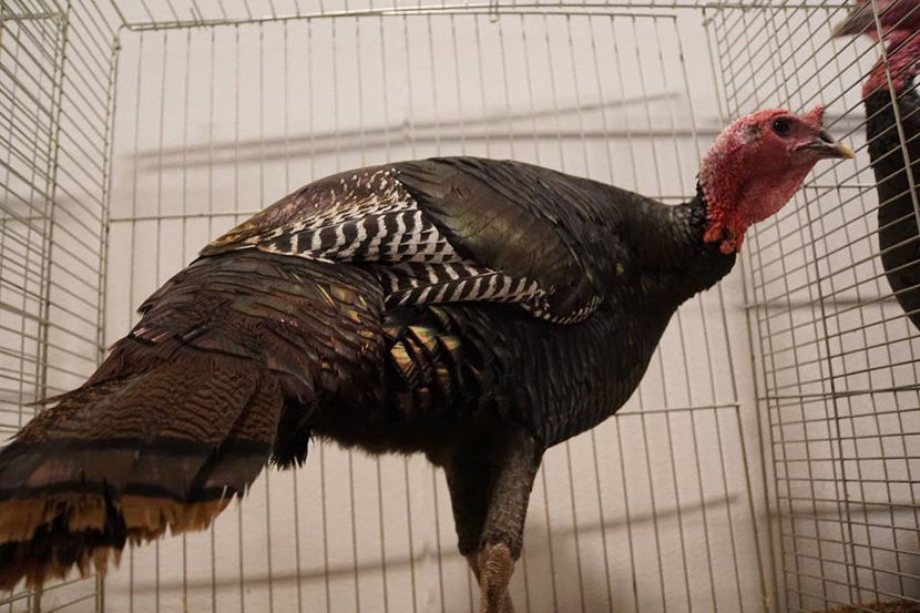  - EXPOZIȚIA EUROPEANĂ - HERNING 2018