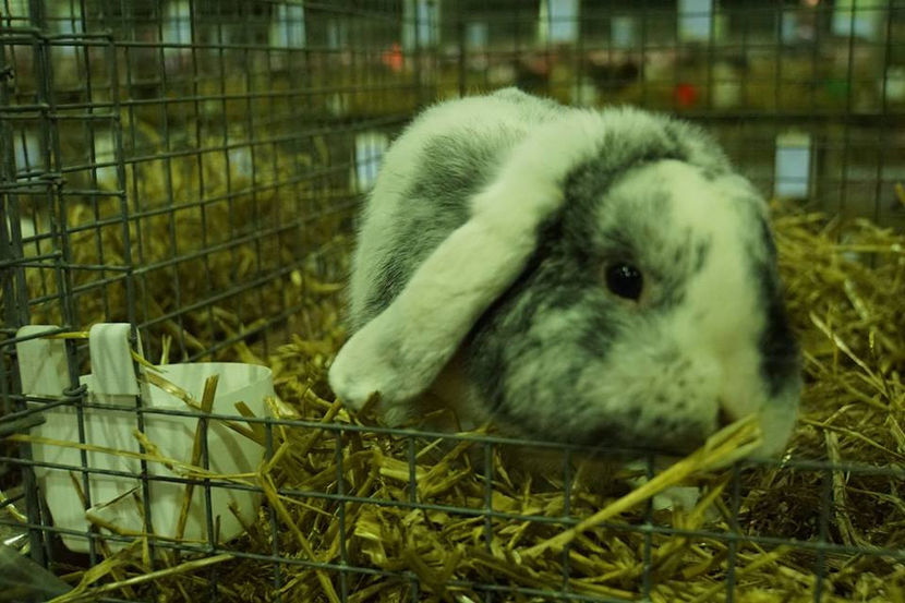  - EXPOZIȚIA EUROPEANĂ - HERNING 2018