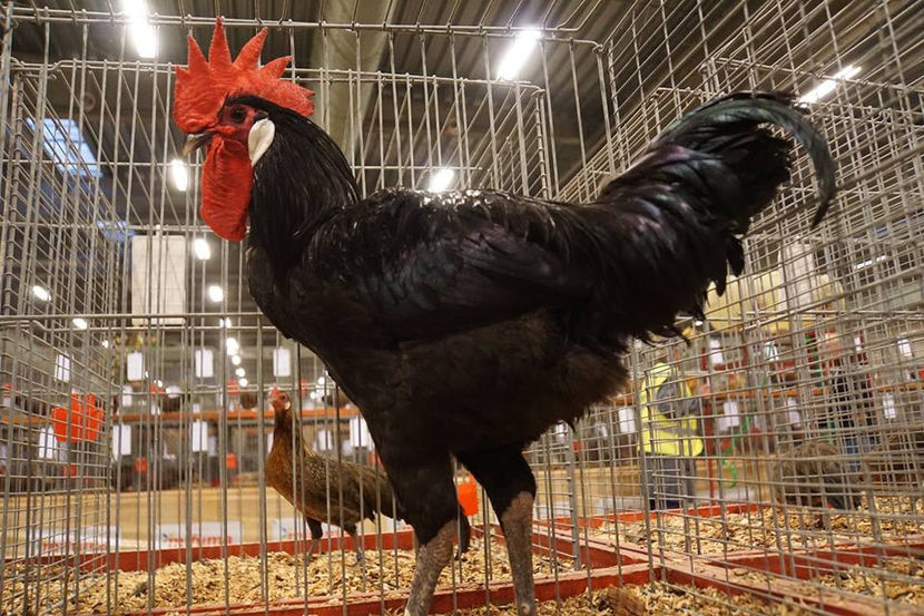  - EXPOZIȚIA EUROPEANĂ - HERNING 2018