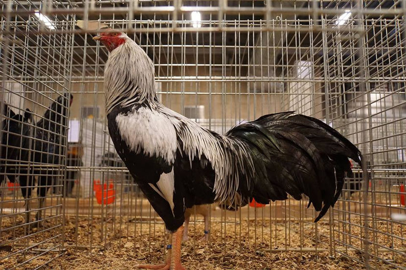  - EXPOZIȚIA EUROPEANĂ - HERNING 2018