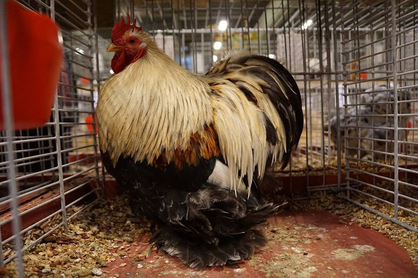  - EXPOZIȚIA EUROPEANĂ - HERNING 2018