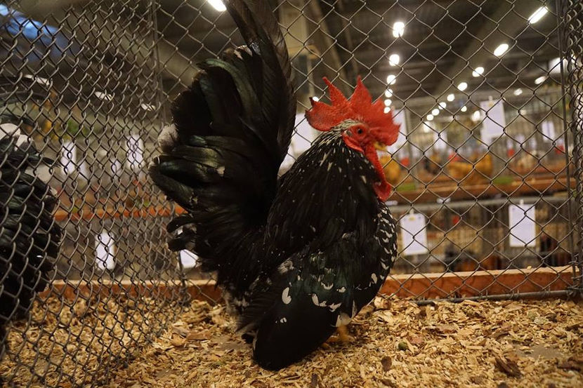  - EXPOZIȚIA EUROPEANĂ - HERNING 2018