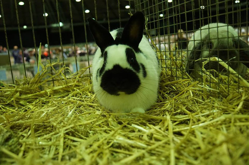  - EXPOZIȚIA EUROPEANĂ - HERNING 2018