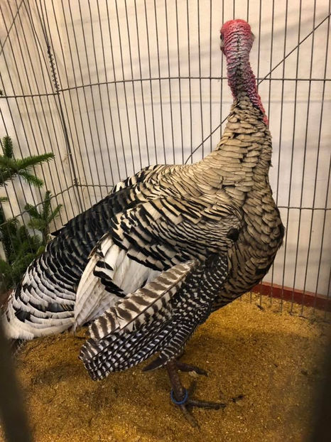  - EXPOZIȚIA EUROPEANĂ - HERNING 2018