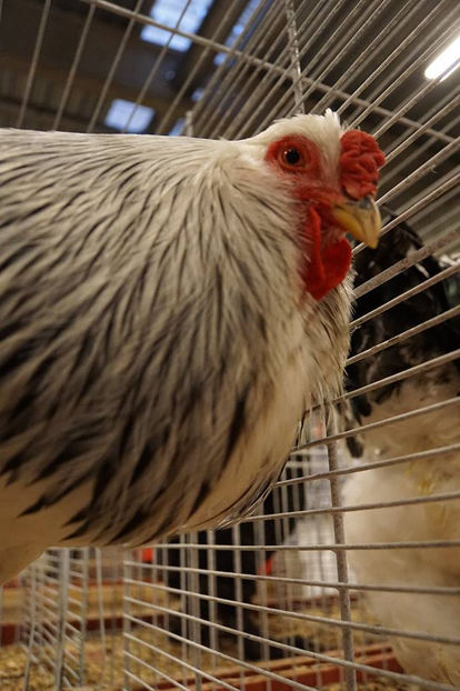  - EXPOZIȚIA EUROPEANĂ - HERNING 2018