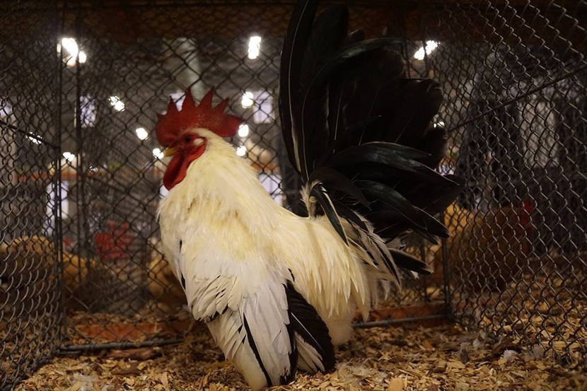  - EXPOZIȚIA EUROPEANĂ - HERNING 2018