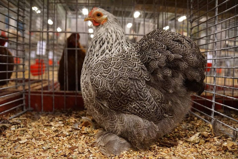  - EXPOZIȚIA EUROPEANĂ - HERNING 2018