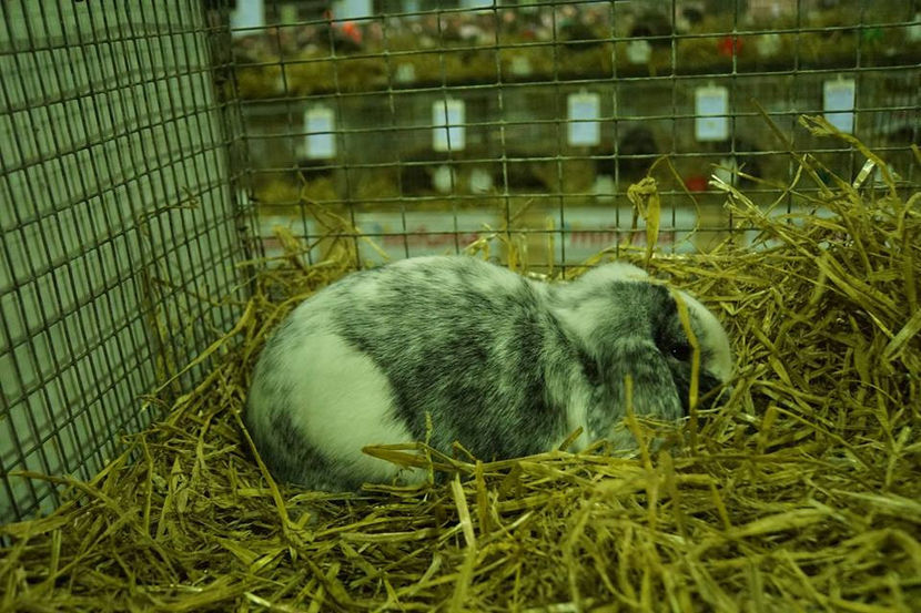  - EXPOZIȚIA EUROPEANĂ - HERNING 2018