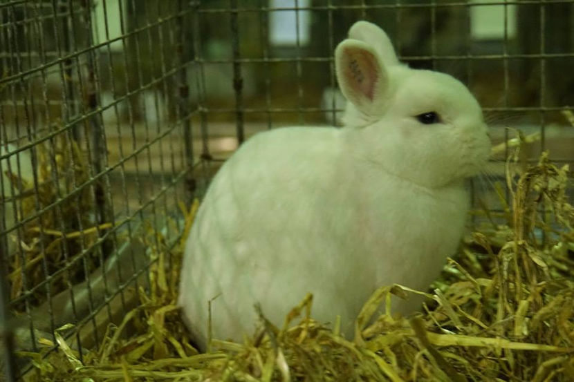  - EXPOZIȚIA EUROPEANĂ - HERNING 2018