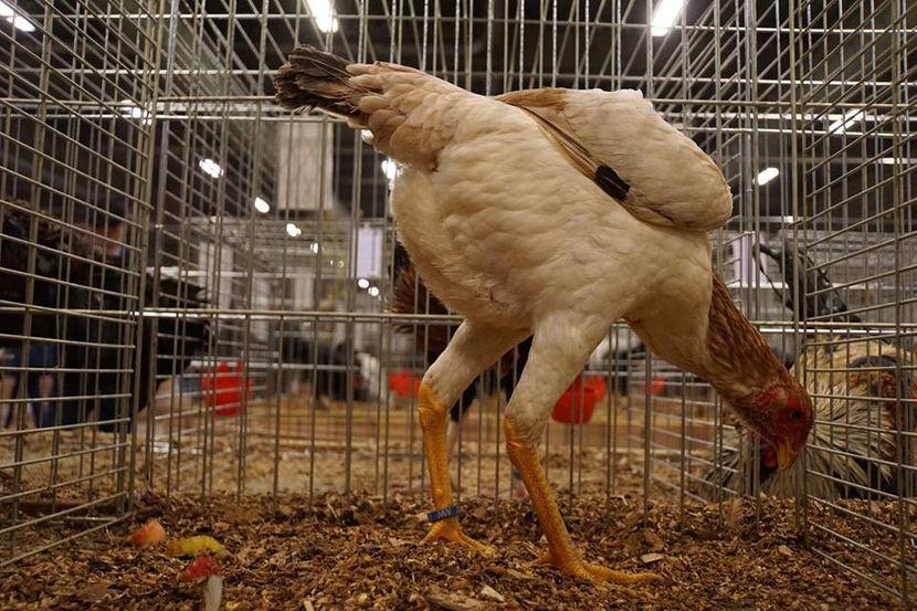  - EXPOZIȚIA EUROPEANĂ - HERNING 2018