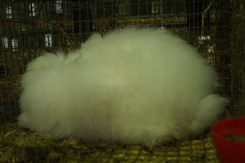  - EXPOZIȚIA EUROPEANĂ - HERNING 2018