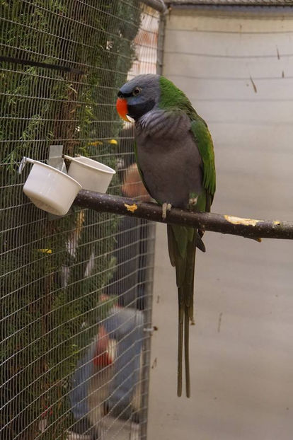  - EXPOZIȚIA EUROPEANĂ - HERNING 2018