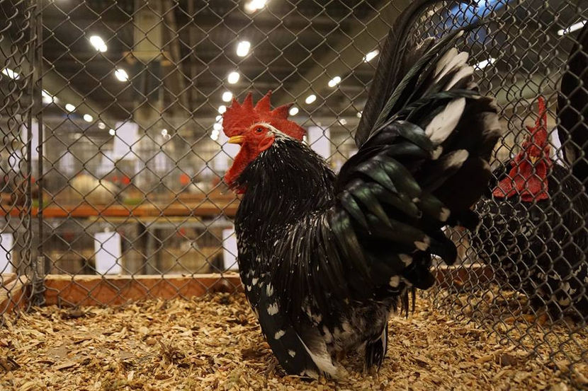  - EXPOZIȚIA EUROPEANĂ - HERNING 2018