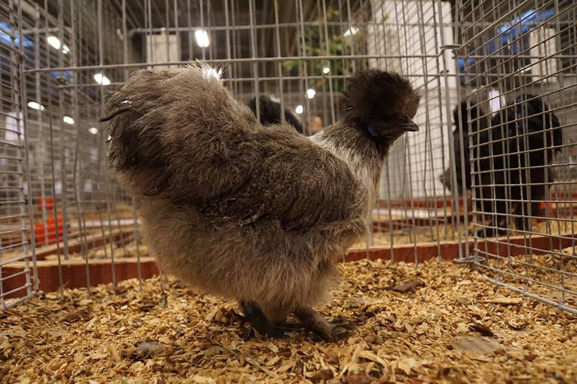  - EXPOZIȚIA EUROPEANĂ - HERNING 2018