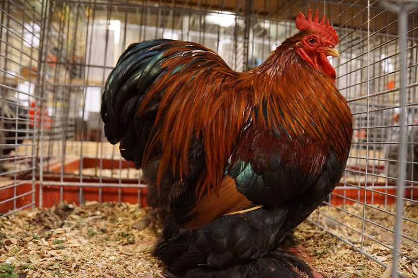  - EXPOZIȚIA EUROPEANĂ - HERNING 2018