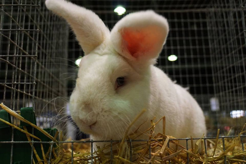  - EXPOZIȚIA EUROPEANĂ - HERNING 2018