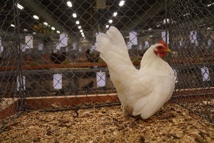  - EXPOZIȚIA EUROPEANĂ - HERNING 2018