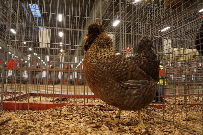  - EXPOZIȚIA EUROPEANĂ - HERNING 2018