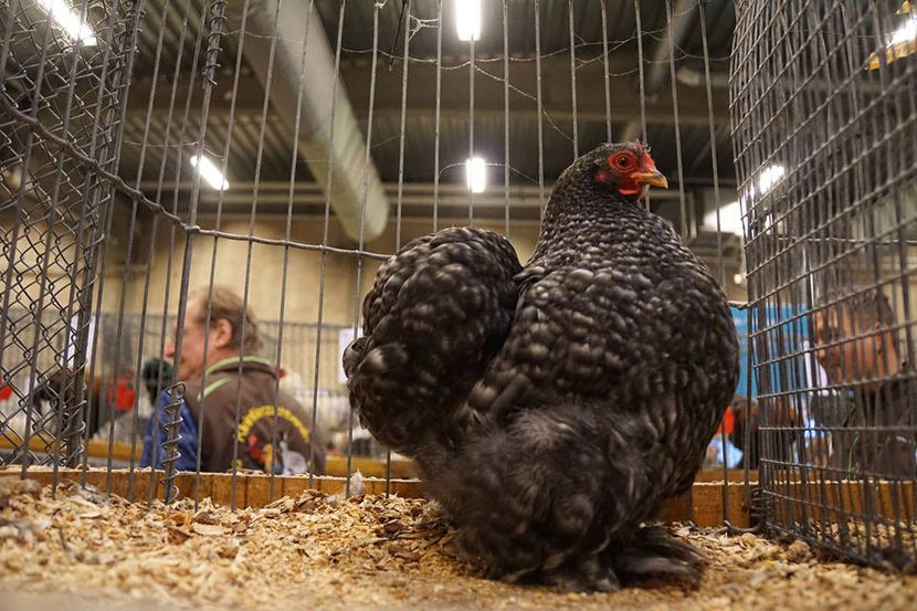  - EXPOZIȚIA EUROPEANĂ - HERNING 2018