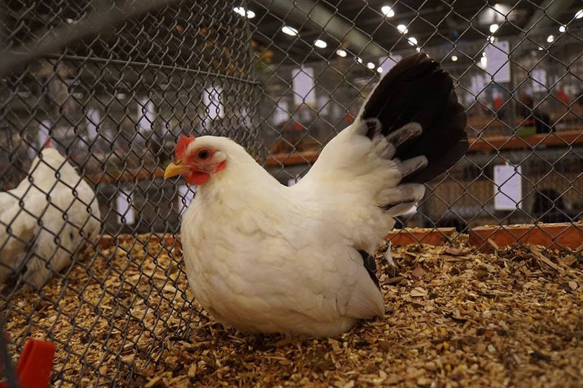  - EXPOZIȚIA EUROPEANĂ - HERNING 2018