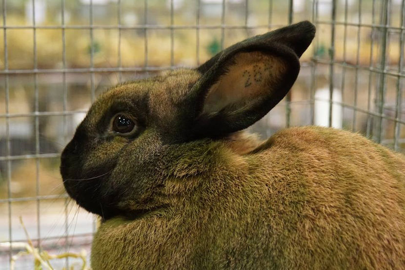  - EXPOZIȚIA EUROPEANĂ - HERNING 2018