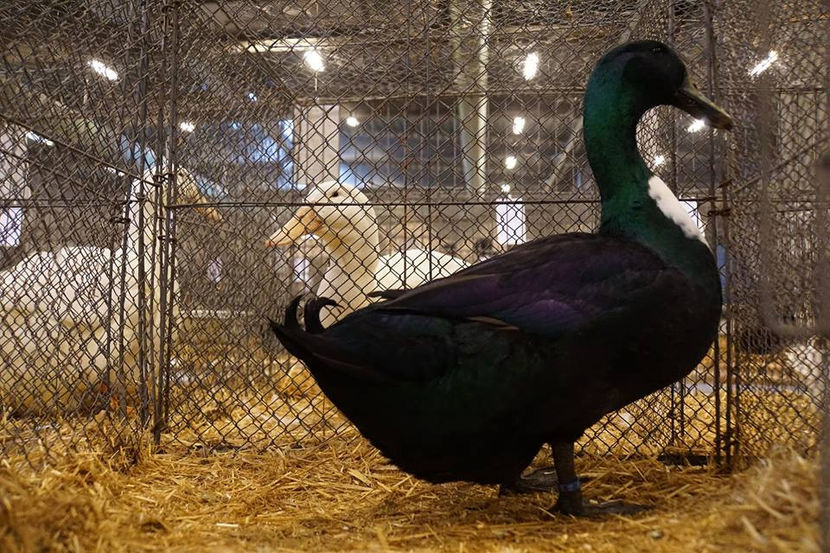  - EXPOZIȚIA EUROPEANĂ - HERNING 2018