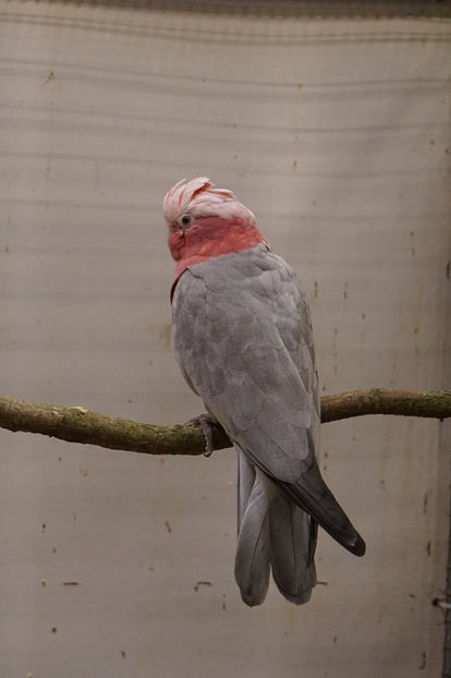  - EXPOZIȚIA EUROPEANĂ - HERNING 2018