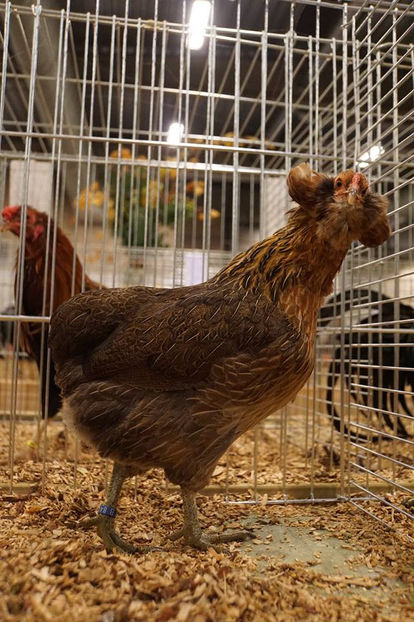  - EXPOZIȚIA EUROPEANĂ - HERNING 2018