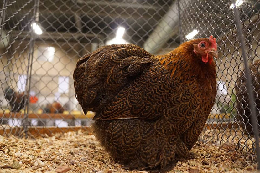  - EXPOZIȚIA EUROPEANĂ - HERNING 2018