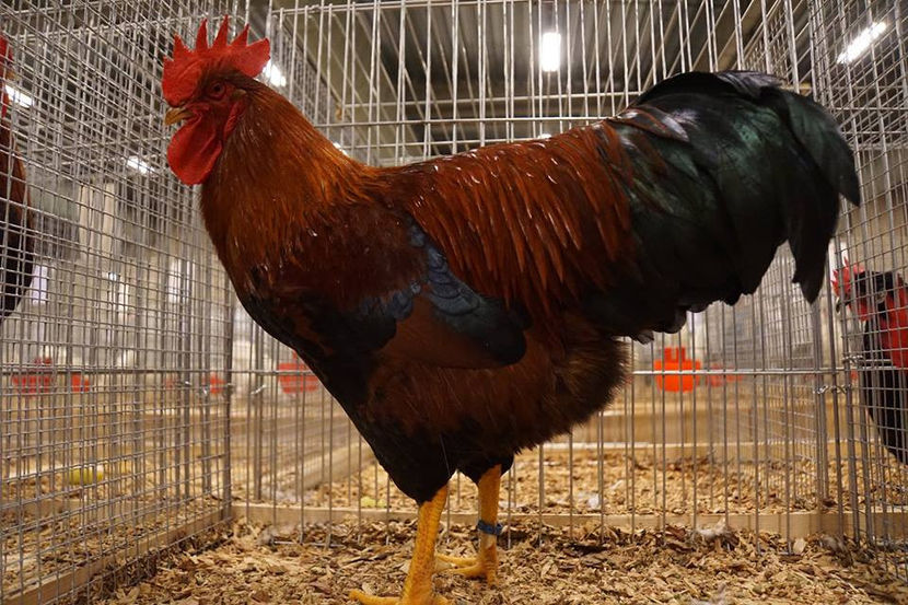  - EXPOZIȚIA EUROPEANĂ - HERNING 2018