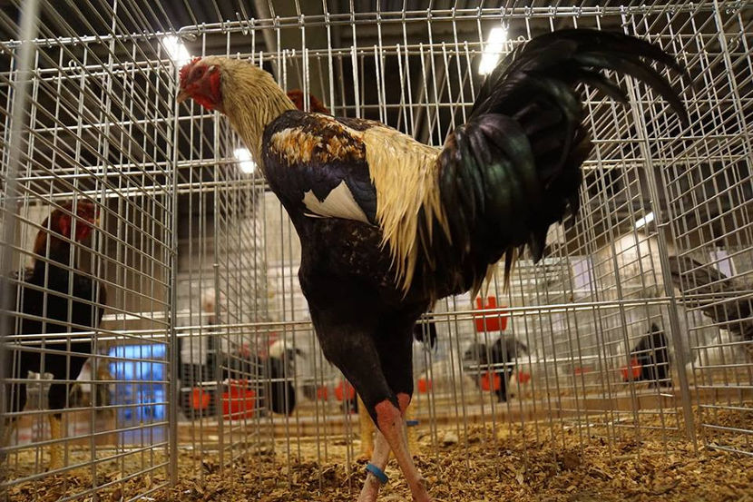  - EXPOZIȚIA EUROPEANĂ - HERNING 2018