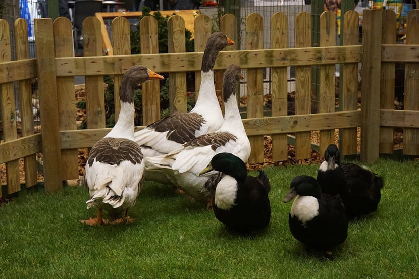  - EXPOZIȚIA EUROPEANĂ - HERNING 2018