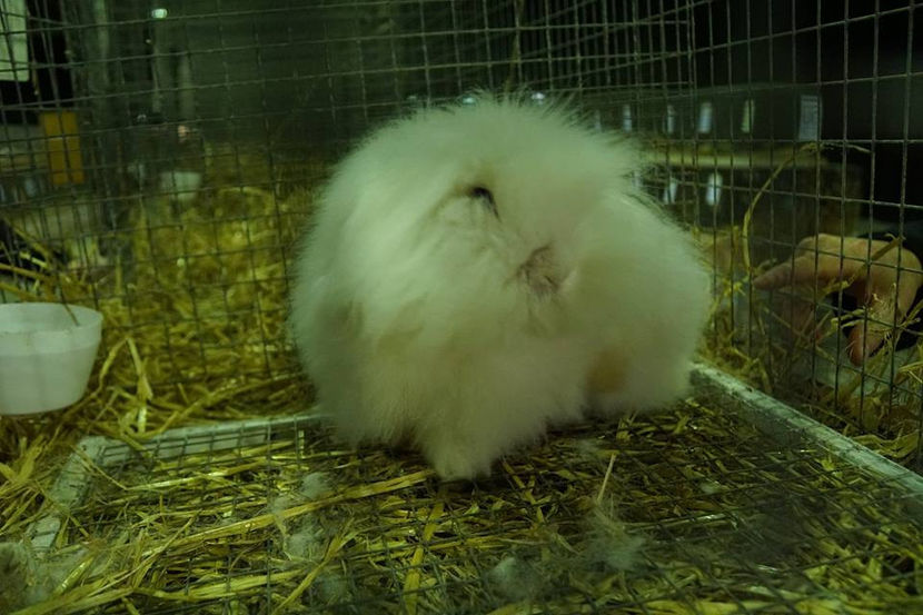  - EXPOZIȚIA EUROPEANĂ - HERNING 2018