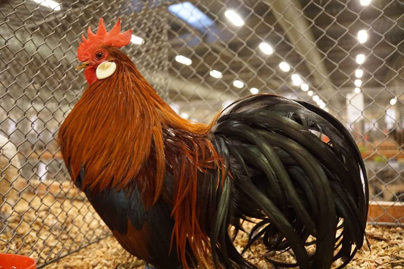  - EXPOZIȚIA EUROPEANĂ - HERNING 2018