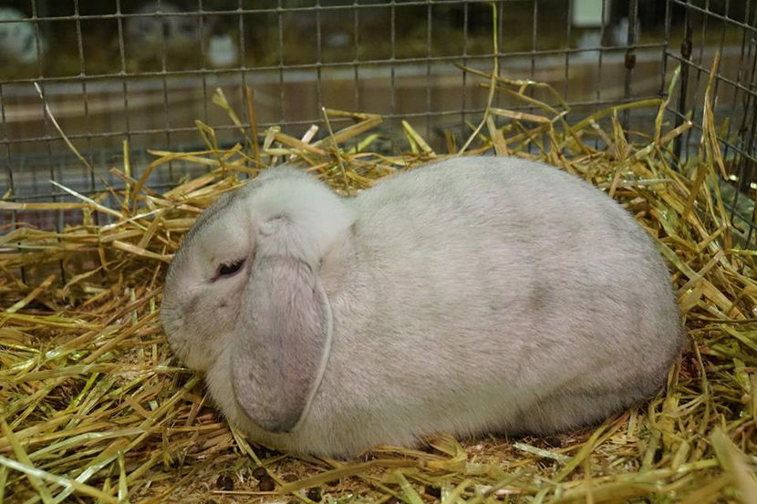  - EXPOZIȚIA EUROPEANĂ - HERNING 2018