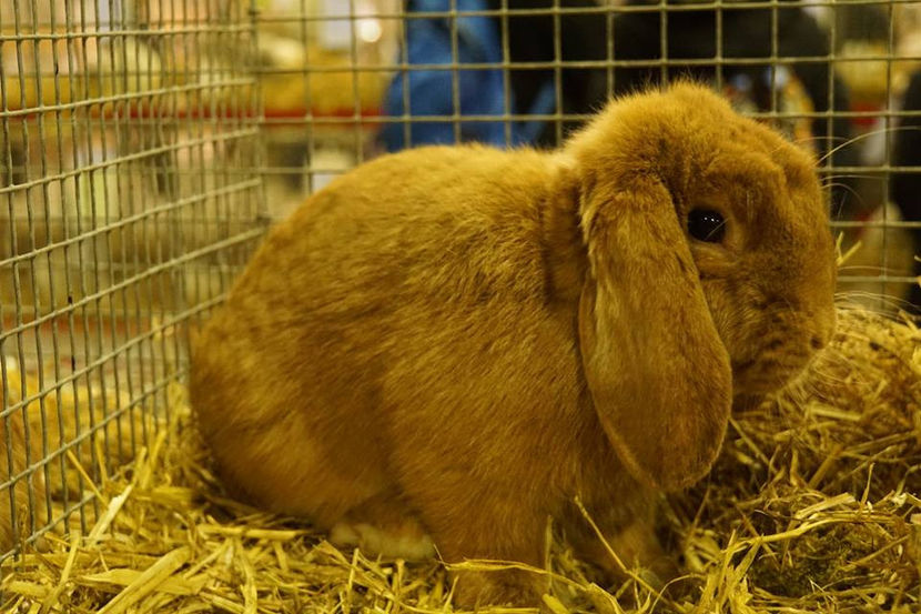  - EXPOZIȚIA EUROPEANĂ - HERNING 2018