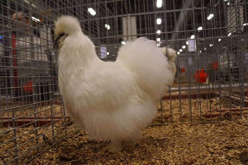  - EXPOZIȚIA EUROPEANĂ - HERNING 2018