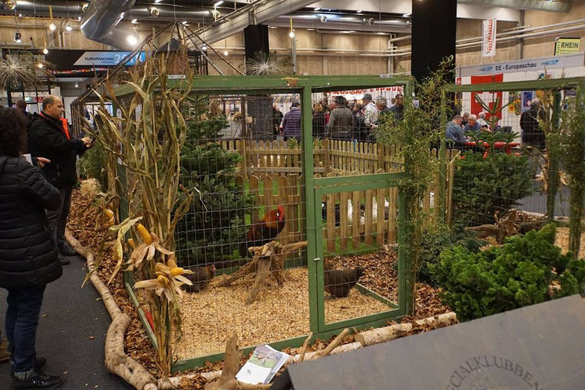  - EXPOZIȚIA EUROPEANĂ - HERNING 2018