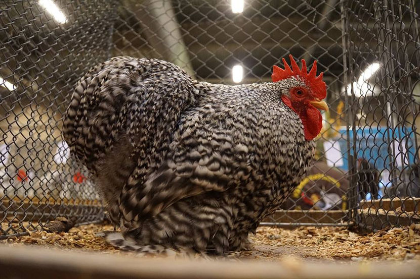  - EXPOZIȚIA EUROPEANĂ - HERNING 2018