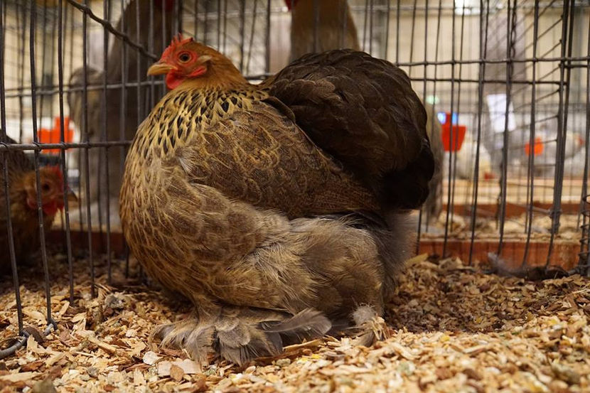  - EXPOZIȚIA EUROPEANĂ - HERNING 2018