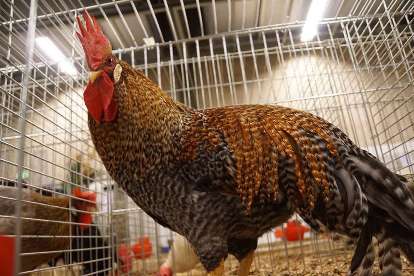  - EXPOZIȚIA EUROPEANĂ - HERNING 2018