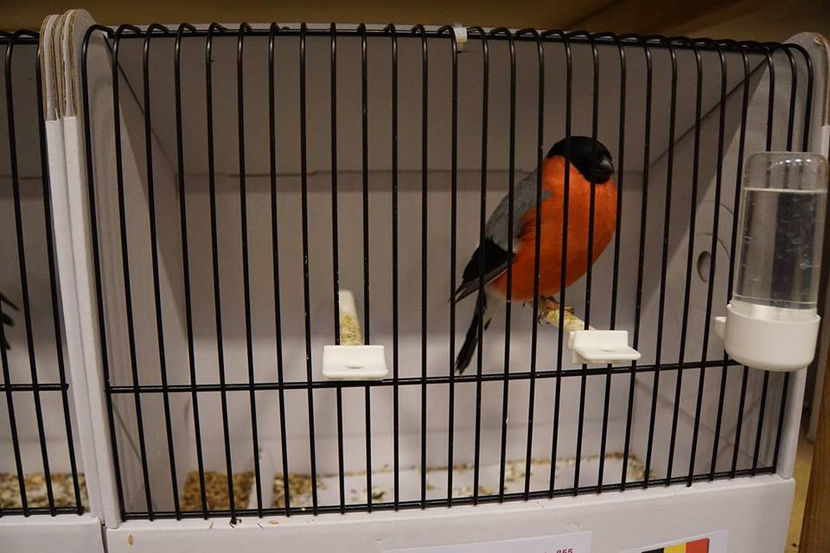  - EXPOZIȚIA EUROPEANĂ - HERNING 2018