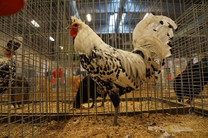  - EXPOZIȚIA EUROPEANĂ - HERNING 2018