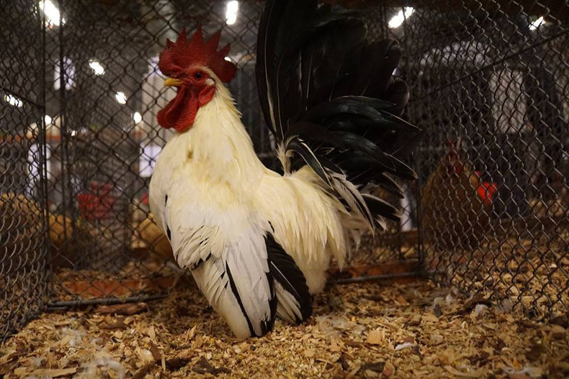  - EXPOZIȚIA EUROPEANĂ - HERNING 2018