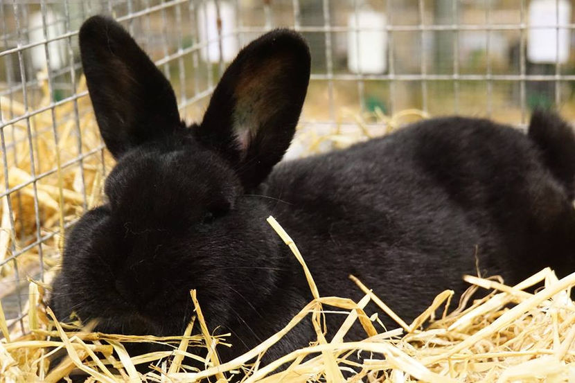  - EXPOZIȚIA EUROPEANĂ - HERNING 2018