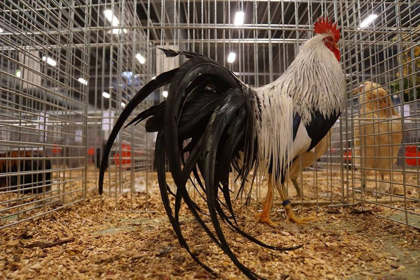  - EXPOZIȚIA EUROPEANĂ - HERNING 2018