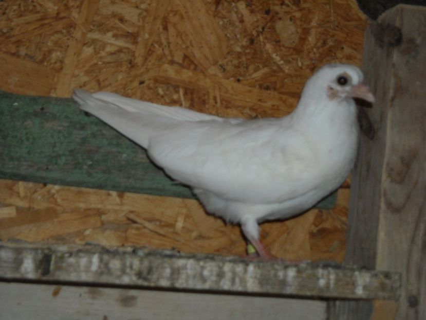  - PORUMBEI CARE MI AU APARTINUT